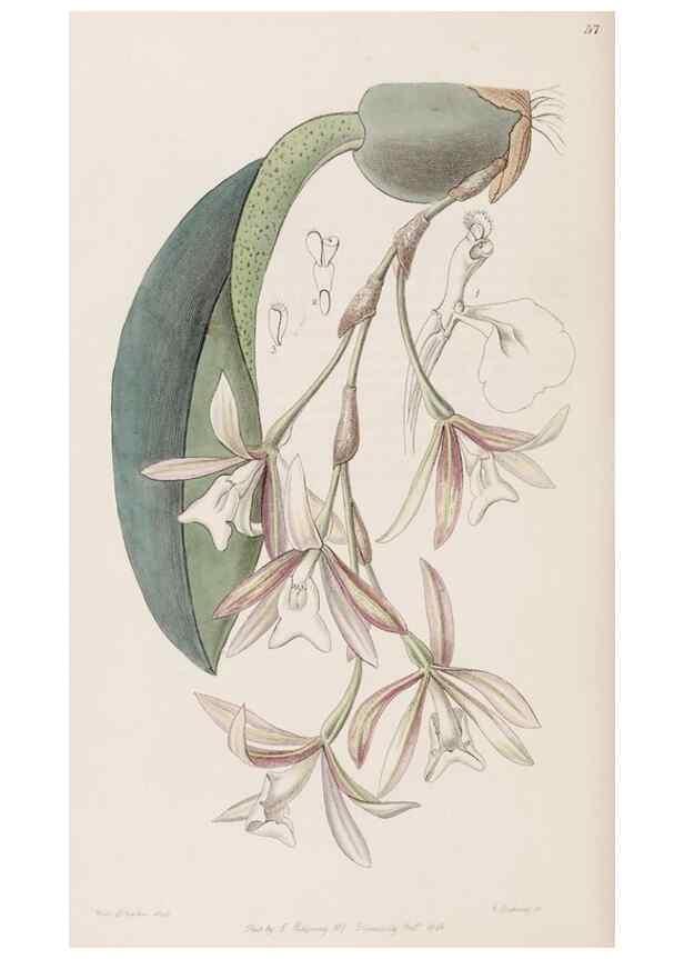 Reproducción/Reproduction 8407964229: Edwards's botanical register.. London :James Ridgway,1829-1847.