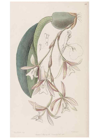 Reproducción/Reproduction 8407964229: Edwards's botanical register.. London :James Ridgway,1829-1847.