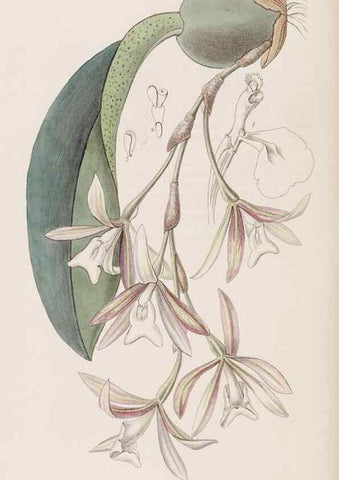 Reproducción/Reproduction 8407964229: Edwards's botanical register.. London :James Ridgway,1829-1847.
