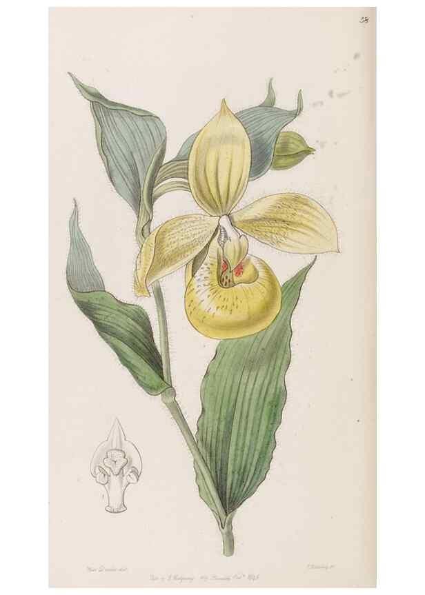 Reproducción/Reproduction 8407964719: Edwards's botanical register.. London :James Ridgway,1829-1847.