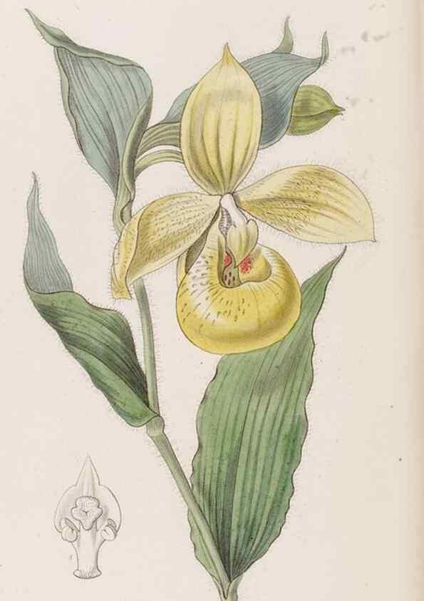 Reproducción/Reproduction 8407964719: Edwards's botanical register.. London :James Ridgway,1829-1847.