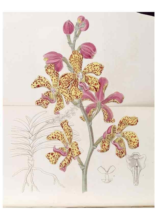 Reproducción/Reproduction 8409060276: Edwards's botanical register.. London :James Ridgway,1829-1847.