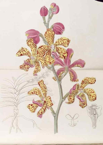 Reproducción/Reproduction 8409060276: Edwards's botanical register.. London :James Ridgway,1829-1847.