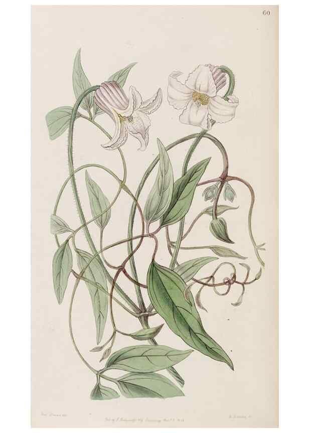 Reproducción/Reproduction 8409060836: Edwards's botanical register.. London :James Ridgway,1829-1847.