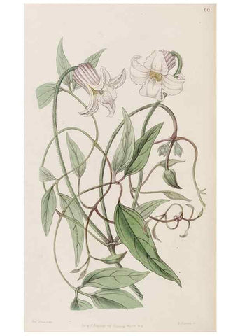 Reproducción/Reproduction 8409060836: Edwards's botanical register.. London :James Ridgway,1829-1847.