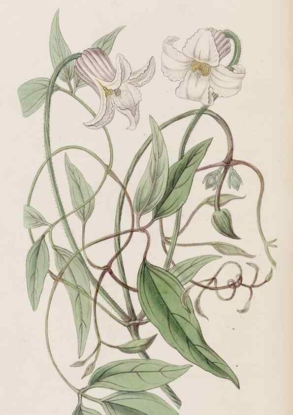Reproducción/Reproduction 8409060836: Edwards's botanical register.. London :James Ridgway,1829-1847.