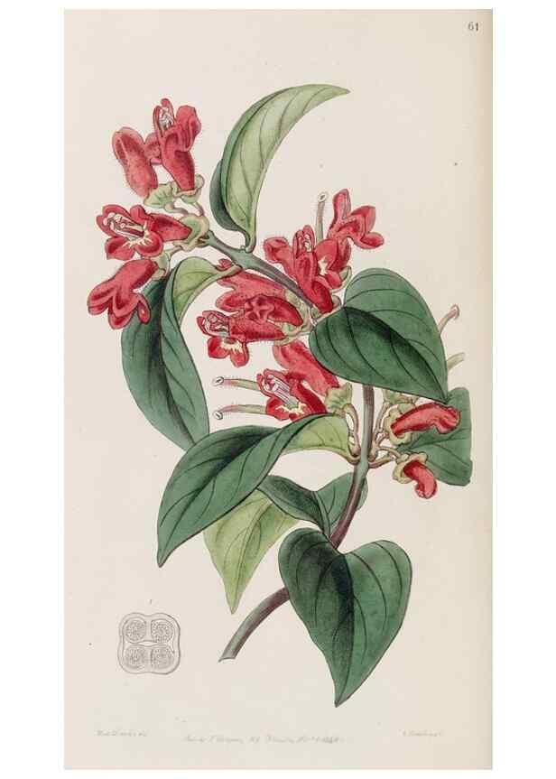 Reproducción/Reproduction 8407966395: Edwards's botanical register.. London :James Ridgway,1829-1847.
