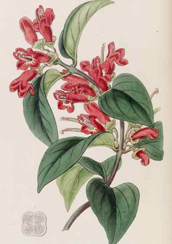 Reproducción/Reproduction 8407966395: Edwards's botanical register.. London :James Ridgway,1829-1847.