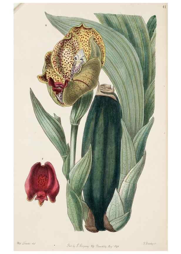 Reproducción/Reproduction 8409049742: Edwards's botanical register.. London :James Ridgway,1829-1847.