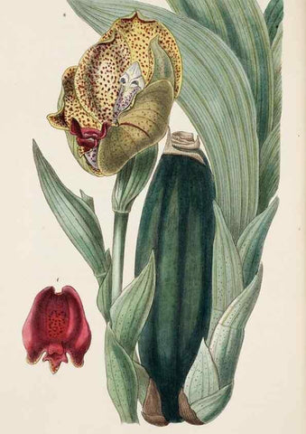 Reproducción/Reproduction 8409049742: Edwards's botanical register.. London :James Ridgway,1829-1847.