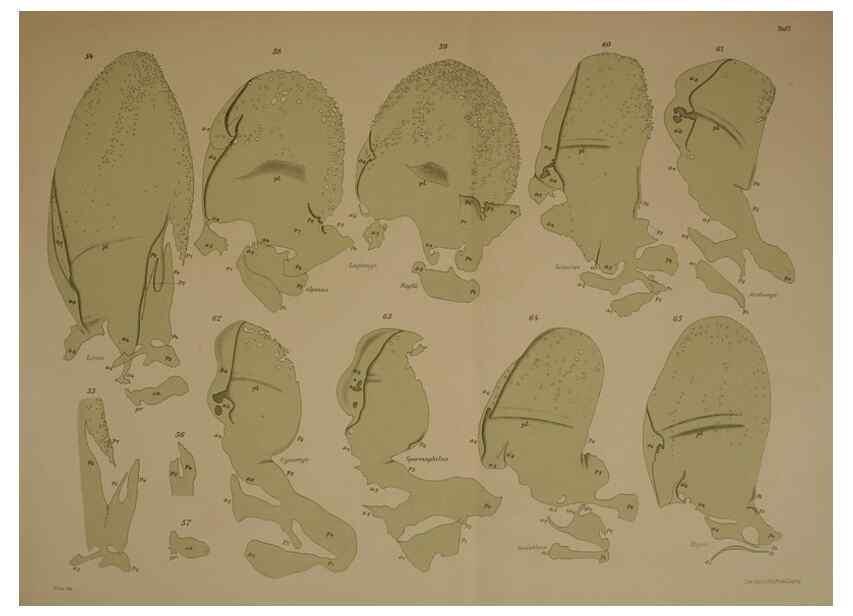 Reproducción/Reproduction 8404465153: Ohrknorpel und äusseres ohr der Säugetiere;. Kopenhagen[Nielsen & Lydiche (A. Simmelkiær)]1912.