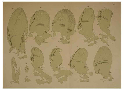 Reproducción/Reproduction 8404465153: Ohrknorpel und äusseres ohr der Säugetiere;. Kopenhagen[Nielsen & Lydiche (A. Simmelkiær)]1912.