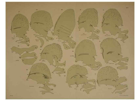 Reproducción/Reproduction 8404465467: Ohrknorpel und äusseres ohr der Säugetiere;. Kopenhagen[Nielsen & Lydiche (A. Simmelkiær)]1912.