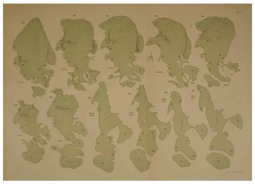 Reproducción/Reproduction 8405558402: Ohrknorpel und äusseres ohr der Säugetiere;. Kopenhagen[Nielsen & Lydiche (A. Simmelkiær)]1912.