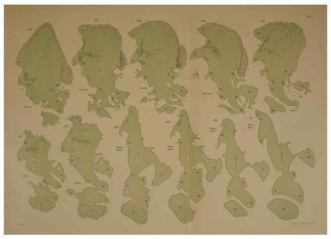 Reproducción/Reproduction 8405558402: Ohrknorpel und äusseres ohr der Säugetiere;. Kopenhagen[Nielsen & Lydiche (A. Simmelkiær)]1912.