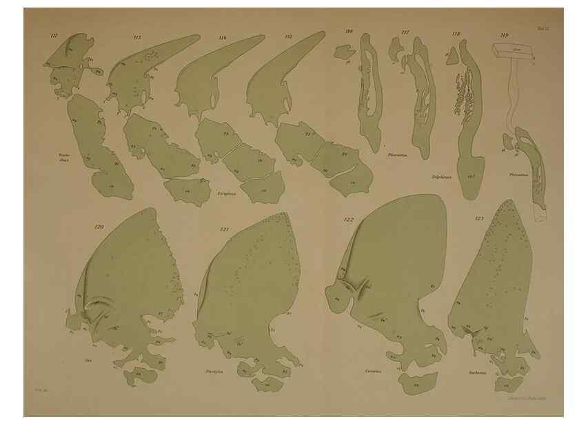 Reproducción/Reproduction 8405558646: Ohrknorpel und äusseres ohr der Säugetiere;. Kopenhagen[Nielsen & Lydiche (A. Simmelkiær)]1912.