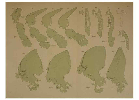 Reproducción/Reproduction 8405558646: Ohrknorpel und äusseres ohr der Säugetiere;. Kopenhagen[Nielsen & Lydiche (A. Simmelkiær)]1912.