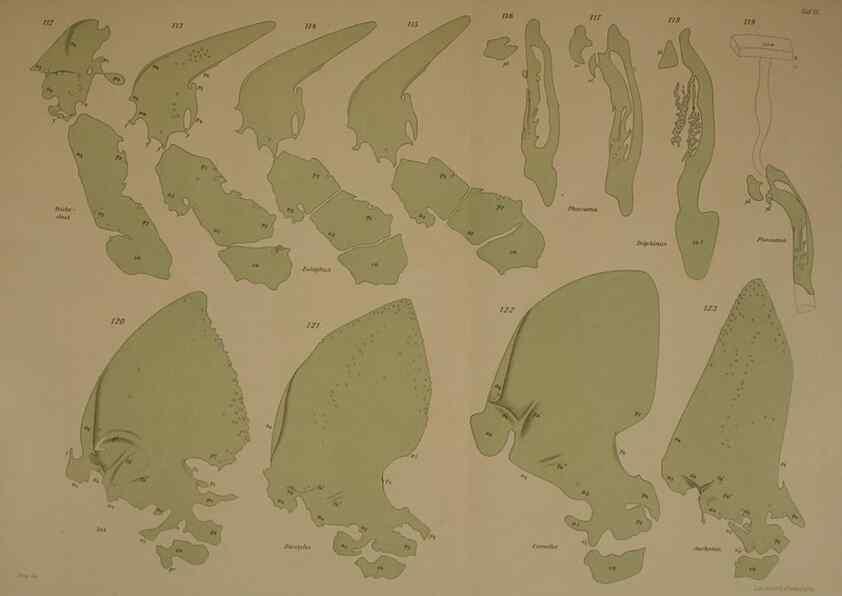 Reproducción/Reproduction 8405558646: Ohrknorpel und äusseres ohr der Säugetiere;. Kopenhagen[Nielsen & Lydiche (A. Simmelkiær)]1912.