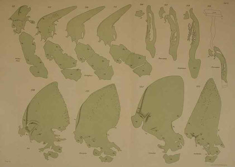 Reproducción/Reproduction 8405558646: Ohrknorpel und äusseres ohr der Säugetiere;. Kopenhagen[Nielsen & Lydiche (A. Simmelkiær)]1912.