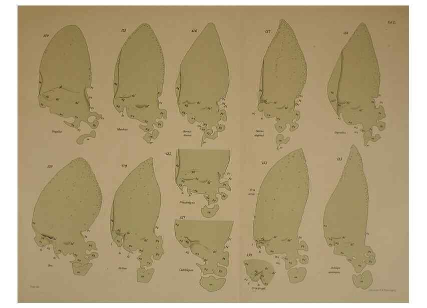 Reproducción/Reproduction 8405558870: Ohrknorpel und äusseres ohr der Säugetiere;. Kopenhagen[Nielsen & Lydiche (A. Simmelkiær)]1912.