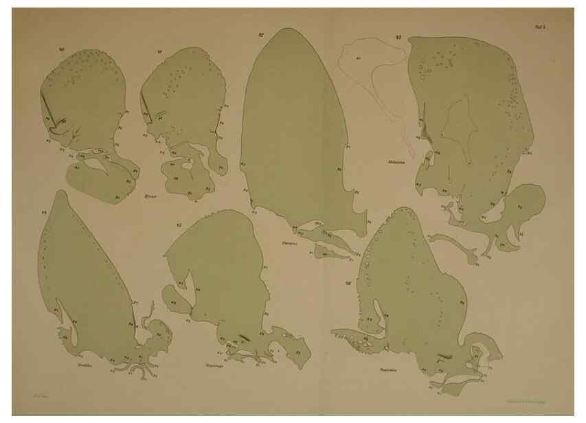 Reproducción/Reproduction 8405556716: Ohrknorpel und äusseres ohr der Säugetiere;. Kopenhagen[Nielsen & Lydiche (A. Simmelkiær)]1912.
