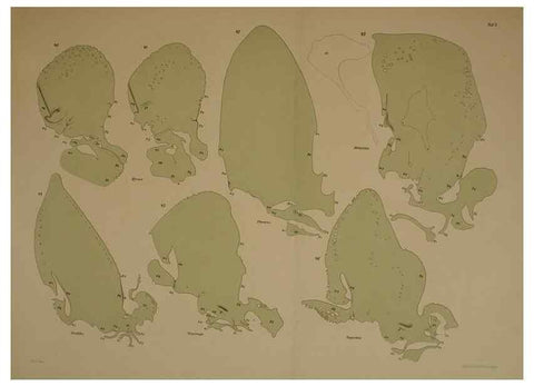 Reproducción/Reproduction 8405556716: Ohrknorpel und äusseres ohr der Säugetiere;. Kopenhagen[Nielsen & Lydiche (A. Simmelkiær)]1912.