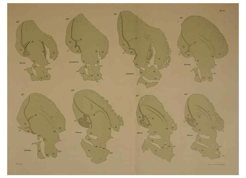 Reproducción/Reproduction 8405559670: Ohrknorpel und äusseres ohr der Säugetiere;. Kopenhagen[Nielsen & Lydiche (A. Simmelkiær)]1912.
