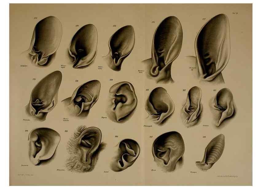Reproducción/Reproduction 8404468157: Ohrknorpel und äusseres ohr der Säugetiere;. Kopenhagen[Nielsen & Lydiche (A. Simmelkiær)]1912.