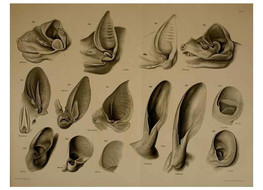 Reproducción/Reproduction 8404468835: Ohrknorpel und äusseres ohr der Säugetiere;. Kopenhagen[Nielsen & Lydiche (A. Simmelkiær)]1912.
