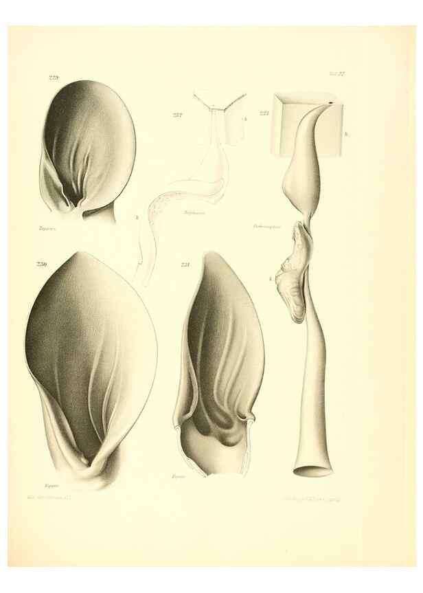 Reproducción/Reproduction 8405561562: Ohrknorpel und äusseres ohr der Säugetiere;. Kopenhagen[Nielsen & Lydiche (A. Simmelkiær)]1912.