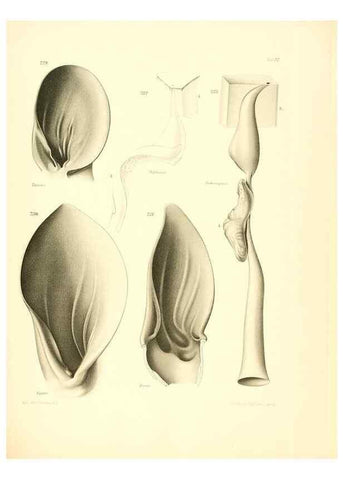 Reproducción/Reproduction 8405561562: Ohrknorpel und äusseres ohr der Säugetiere;. Kopenhagen[Nielsen & Lydiche (A. Simmelkiær)]1912.