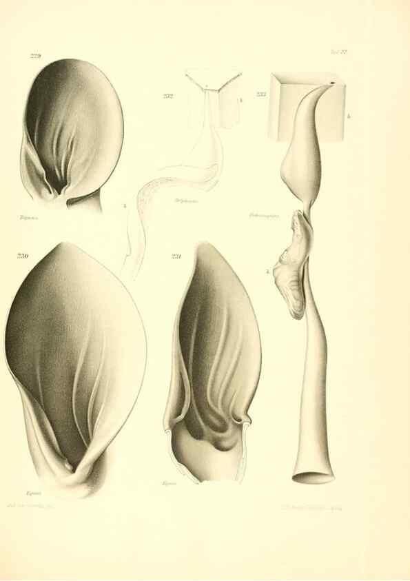 Reproducción/Reproduction 8405561562: Ohrknorpel und äusseres ohr der Säugetiere;. Kopenhagen[Nielsen & Lydiche (A. Simmelkiær)]1912.