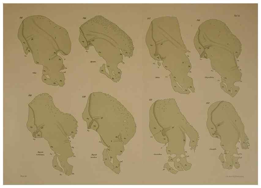 Reproducción/Reproduction 8405559464: Ohrknorpel und äusseres ohr der Säugetiere;. Kopenhagen[Nielsen & Lydiche (A. Simmelkiær)]1912.