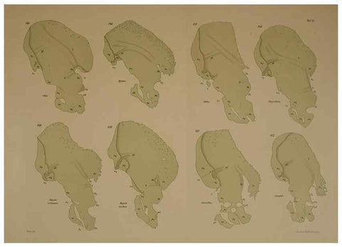 Reproducción/Reproduction 8405559464: Ohrknorpel und äusseres ohr der Säugetiere;. Kopenhagen[Nielsen & Lydiche (A. Simmelkiær)]1912.