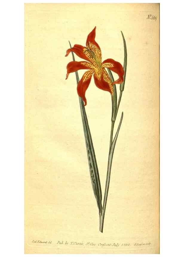 Reproducción/Reproduction 8414382530: Curtis's botanical magazine.. London ;New York [etc.] :Academic Press [etc.]
