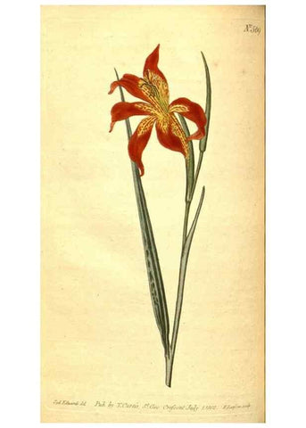 Reproducción/Reproduction 8414382530: Curtis's botanical magazine.. London ;New York [etc.] :Academic Press [etc.]
