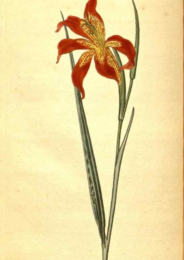 Reproducción/Reproduction 8414382530: Curtis's botanical magazine.. London ;New York [etc.] :Academic Press [etc.]