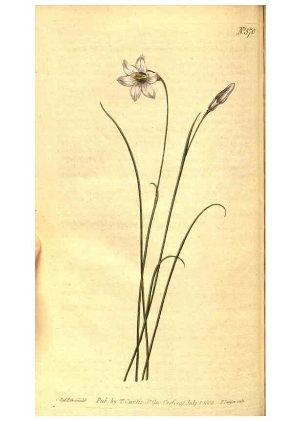 Reproducción/Reproduction 8414383460: Curtis's botanical magazine.. London ;New York [etc.] :Academic Press [etc.]