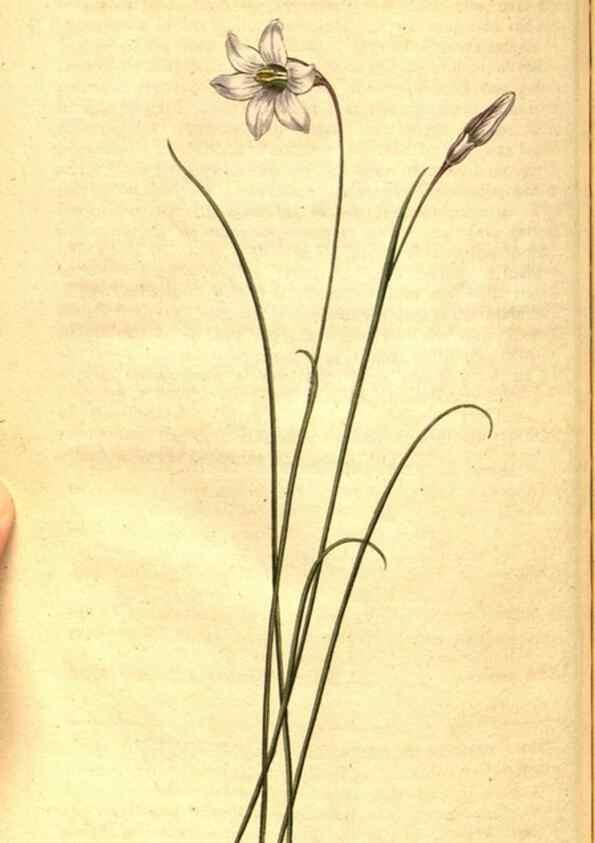 Reproducción/Reproduction 8414383460: Curtis's botanical magazine.. London ;New York [etc.] :Academic Press [etc.]