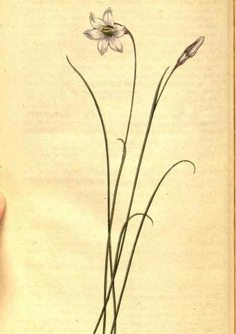 Reproducción/Reproduction 8414383460: Curtis's botanical magazine.. London ;New York [etc.] :Academic Press [etc.]
