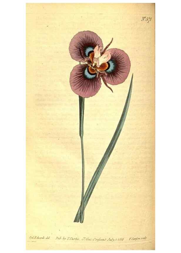 Reproducción/Reproduction 8413285757: Curtis's botanical magazine.. London ;New York [etc.] :Academic Press [etc.]