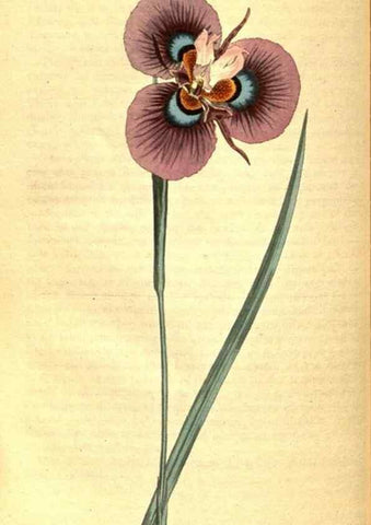 Reproducción/Reproduction 8413285757: Curtis's botanical magazine.. London ;New York [etc.] :Academic Press [etc.]