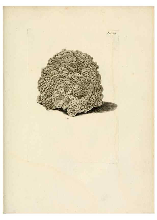 Reproducción/Reproduction 8424303802: Exposition méthodique des genres de l'ordre des polypiers :. Paris :Agasse,1821.