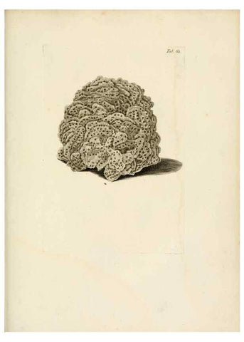 Reproducción/Reproduction 8424303802: Exposition méthodique des genres de l'ordre des polypiers :. Paris :Agasse,1821.