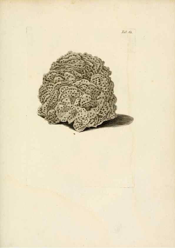 Reproducción/Reproduction 8424303802: Exposition méthodique des genres de l'ordre des polypiers :. Paris :Agasse,1821.