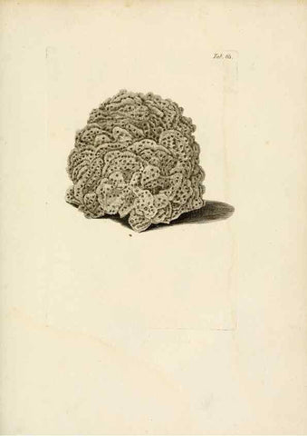 Reproducción/Reproduction 8424303802: Exposition méthodique des genres de l'ordre des polypiers :. Paris :Agasse,1821.