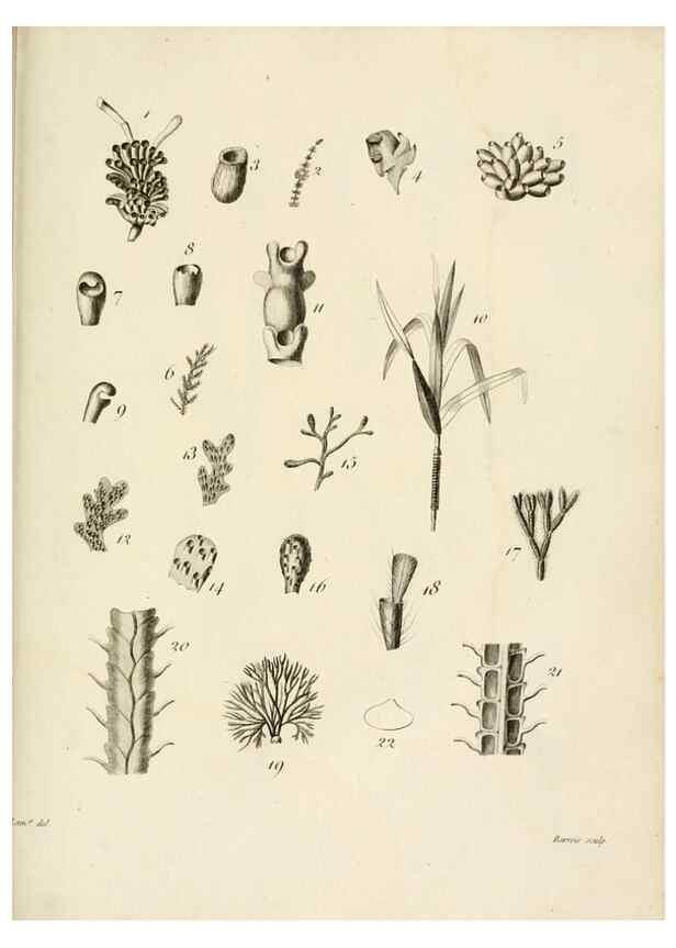 Reproducción/Reproduction 8424304110: Exposition méthodique des genres de l'ordre des polypiers :. Paris :Agasse,1821.