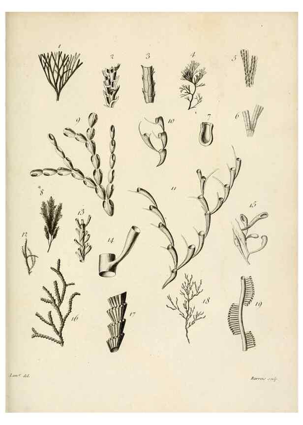 Reproducción/Reproduction 8423214615: Exposition méthodique des genres de l'ordre des polypiers :. Paris :Agasse,1821.