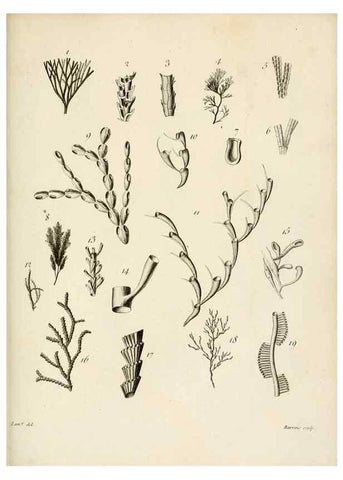 Reproducción/Reproduction 8423214615: Exposition méthodique des genres de l'ordre des polypiers :. Paris :Agasse,1821.