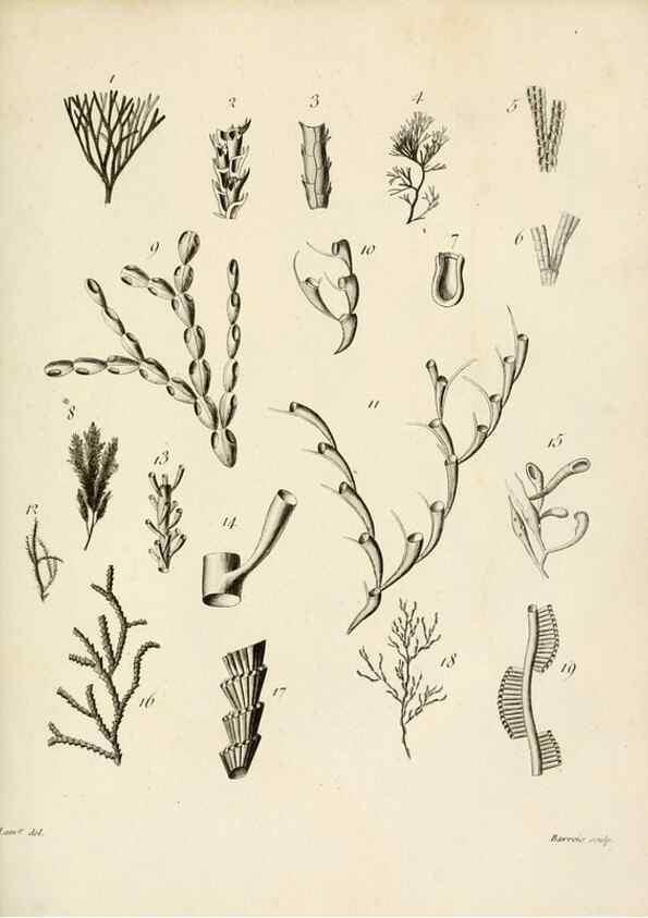 Reproducción/Reproduction 8423214615: Exposition méthodique des genres de l'ordre des polypiers :. Paris :Agasse,1821.